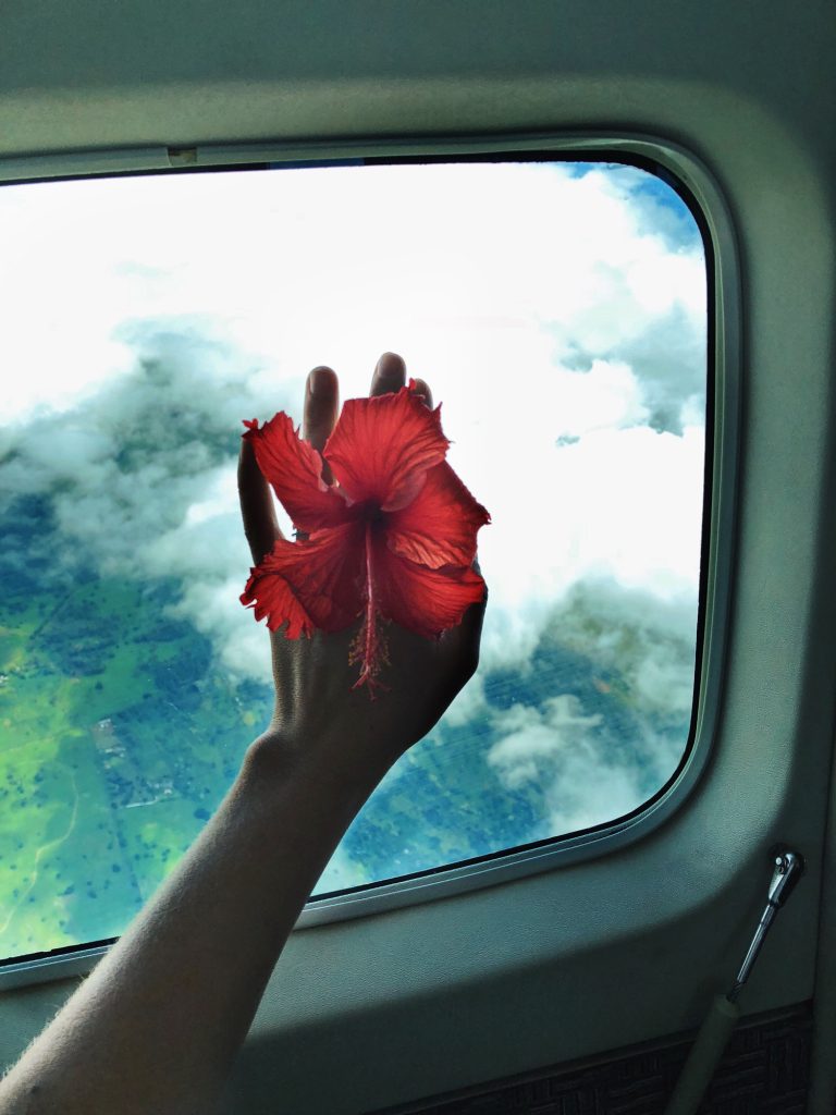 Hand holding hibiscus flower the airplane window