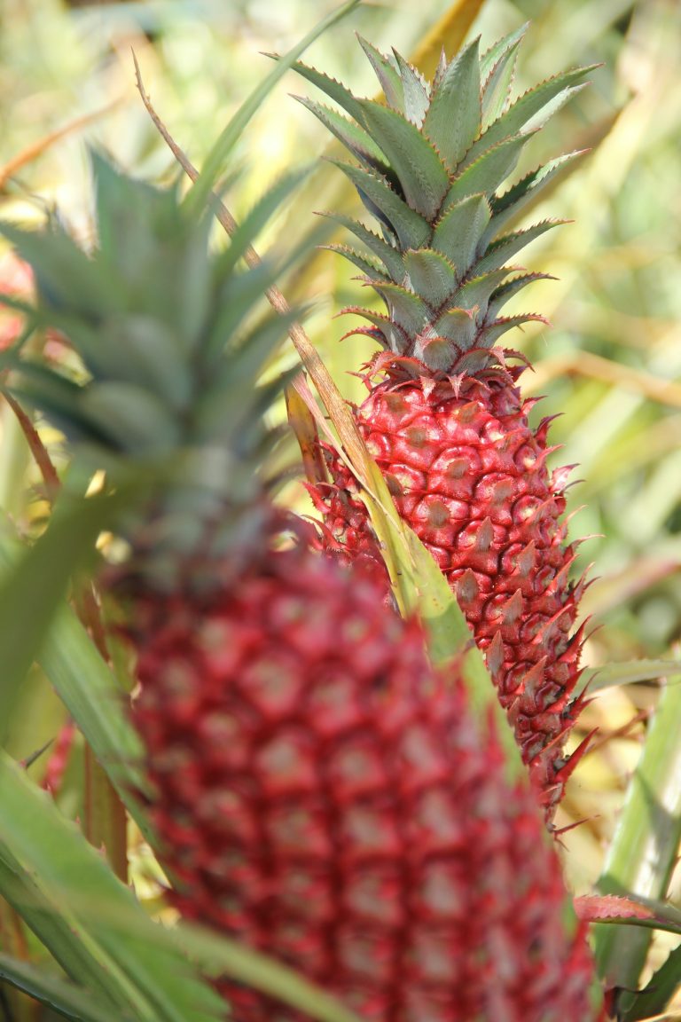 Tropical & delicious growing pineapples in a Hawaiian farm with nature & natural healthy fruits